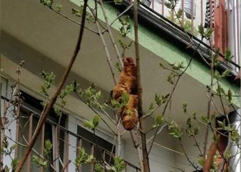 Heboh! Hewan Aneh Dikira Bertengger di Pohon, Ternyata Croissant