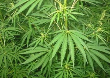 pengungkapan ladang ganja seluas 25 hektare di Aceh